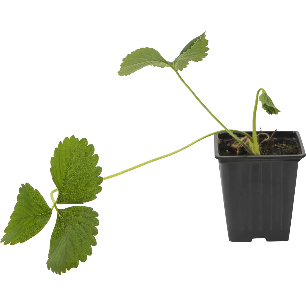 Земляника садовая «Диамант» 9x15 см 82625404 STLM-2133243 PLANTMARKET  - Вид №1
