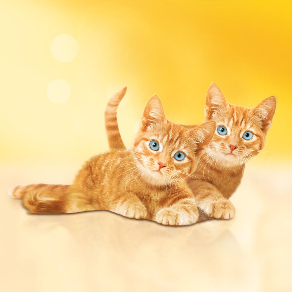 Т0035314 Корм для котят Курица, молоко, овощи сух. 2кг Friskies  - Вид №9