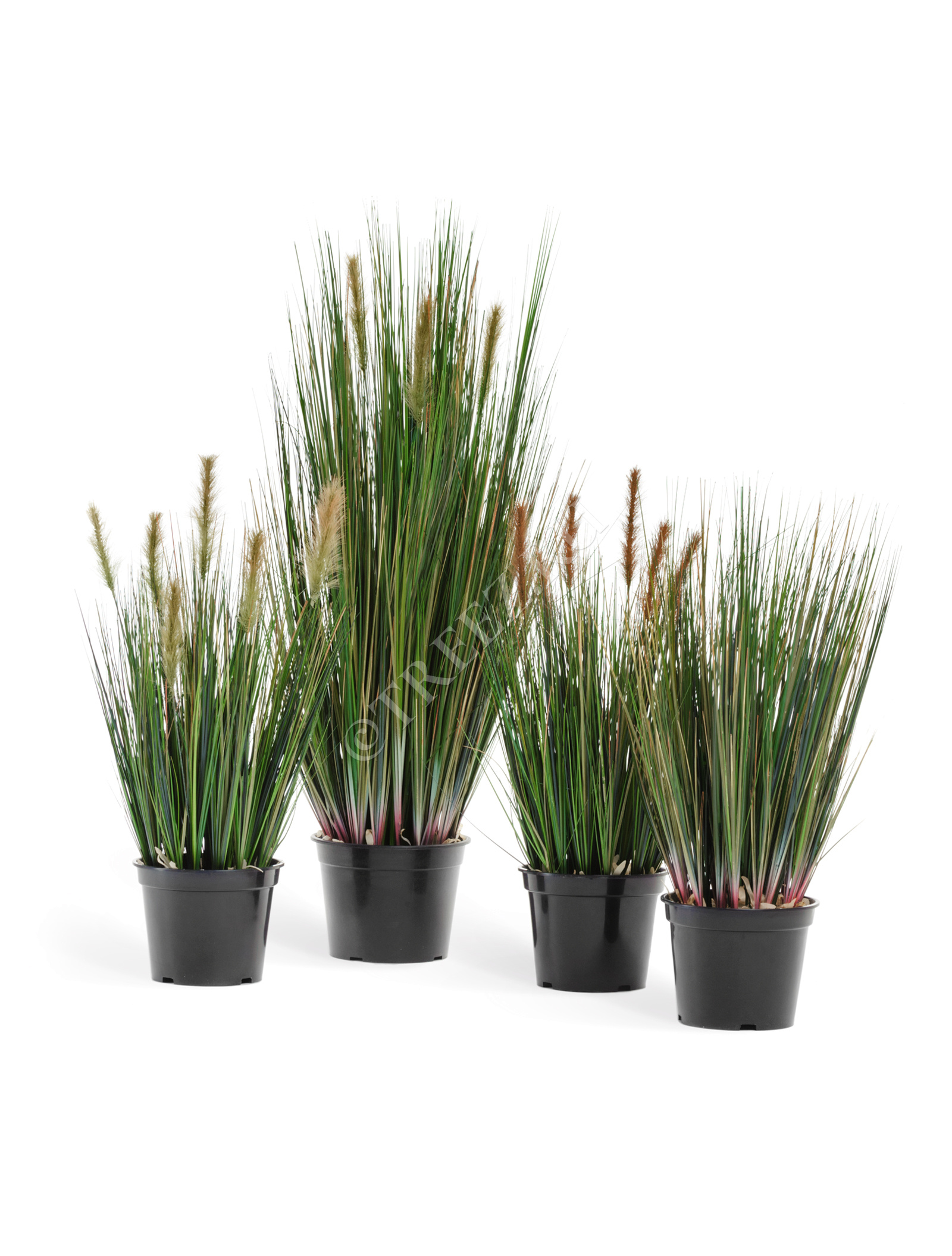 20.1040X Трава Осока куст без султанов Цветочная коллекция  - Вид №1