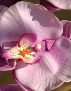 2581 227 a3 Пластиковая орхидея Phalaenopsis, 103 см, real touch, светло-фиолетовый-темно-фиолетовый H-andreas