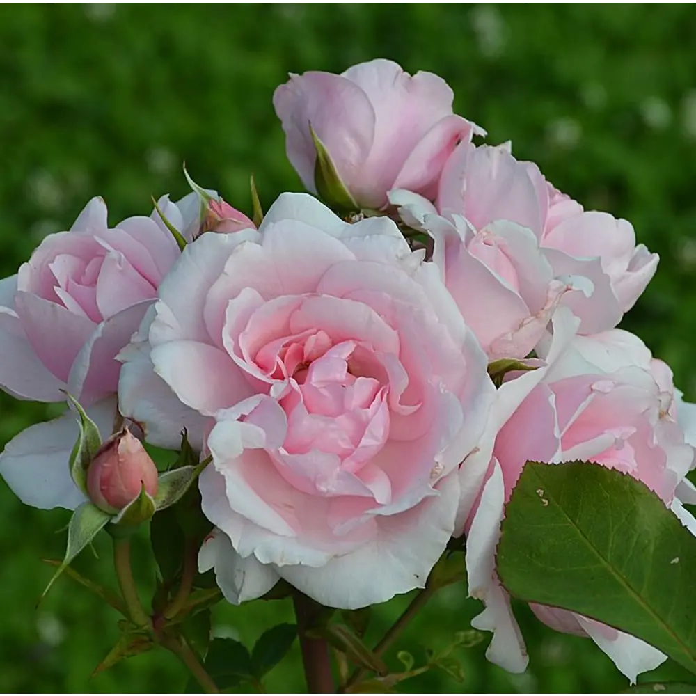 Роза Флорибунда Баллада ø18 h20 см 89465424 STLM-2042974 PLANTMARKET 
