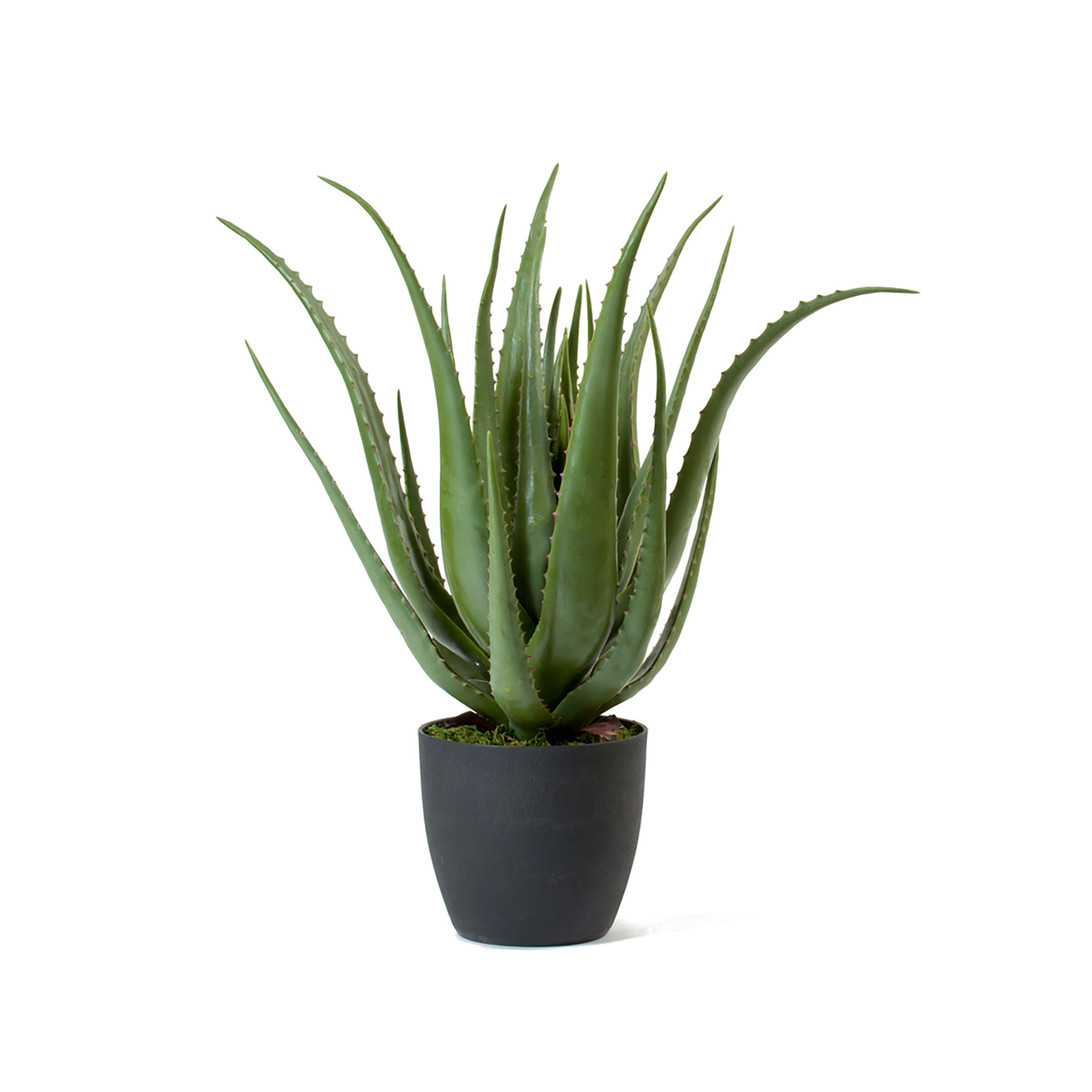 2000983181343 Алоэ в горшке 67 см SERAX 