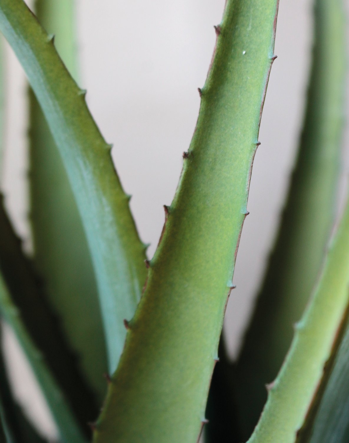 6152 883 a3 Искусственное алоэ, горшечное, 53 см, зеленое H-andreas  - Вид №8