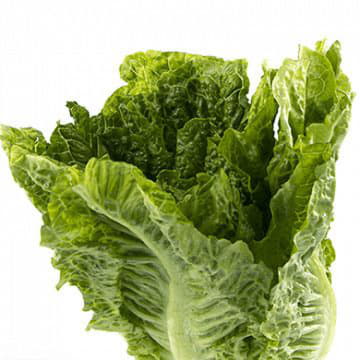 Салат листовой Santreyd 1875 - Вид №1