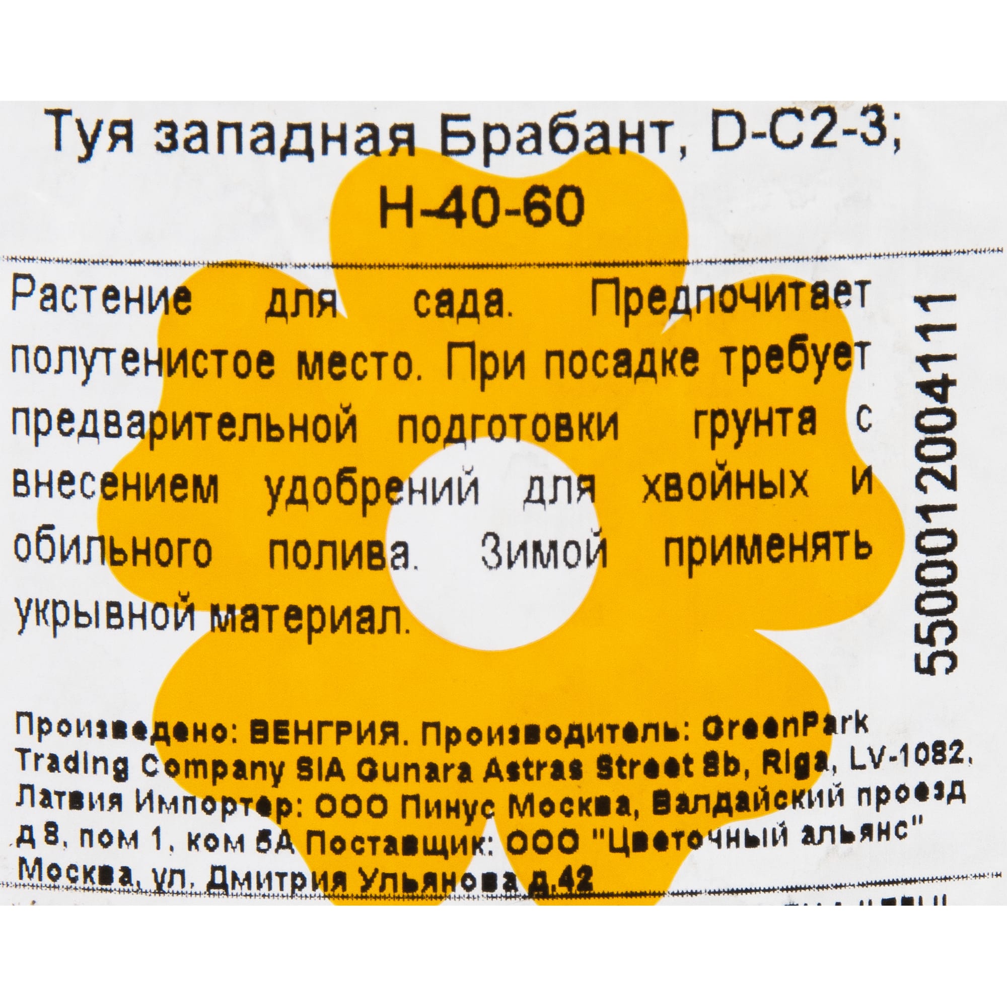 11297081 Туя occ brabant, D16, H60 Santreyd  - Вид №1