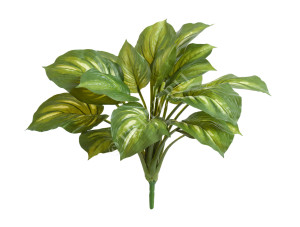 20.1151GY Хоста жёлто-зелёная большая (Sensitive Botanic) Цветочная коллекция