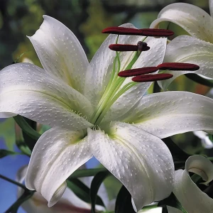 Лилия «Cassa Blanca», 14х16 см 13063975 STLM-2007363