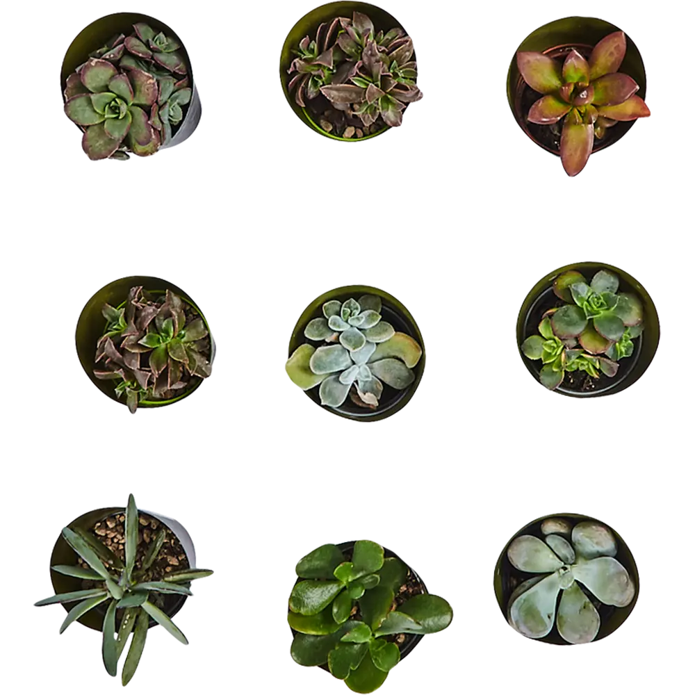 Santreyd Суккулент микс — живой декор для интерьера 82894901 STLM-0037679 - Вид №1