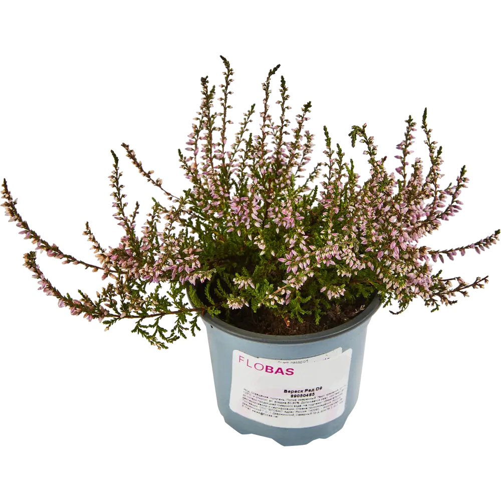 Santreyd Вереск Ред — компактный кустарник с коралловым цветением 89050485 STLM-0954070