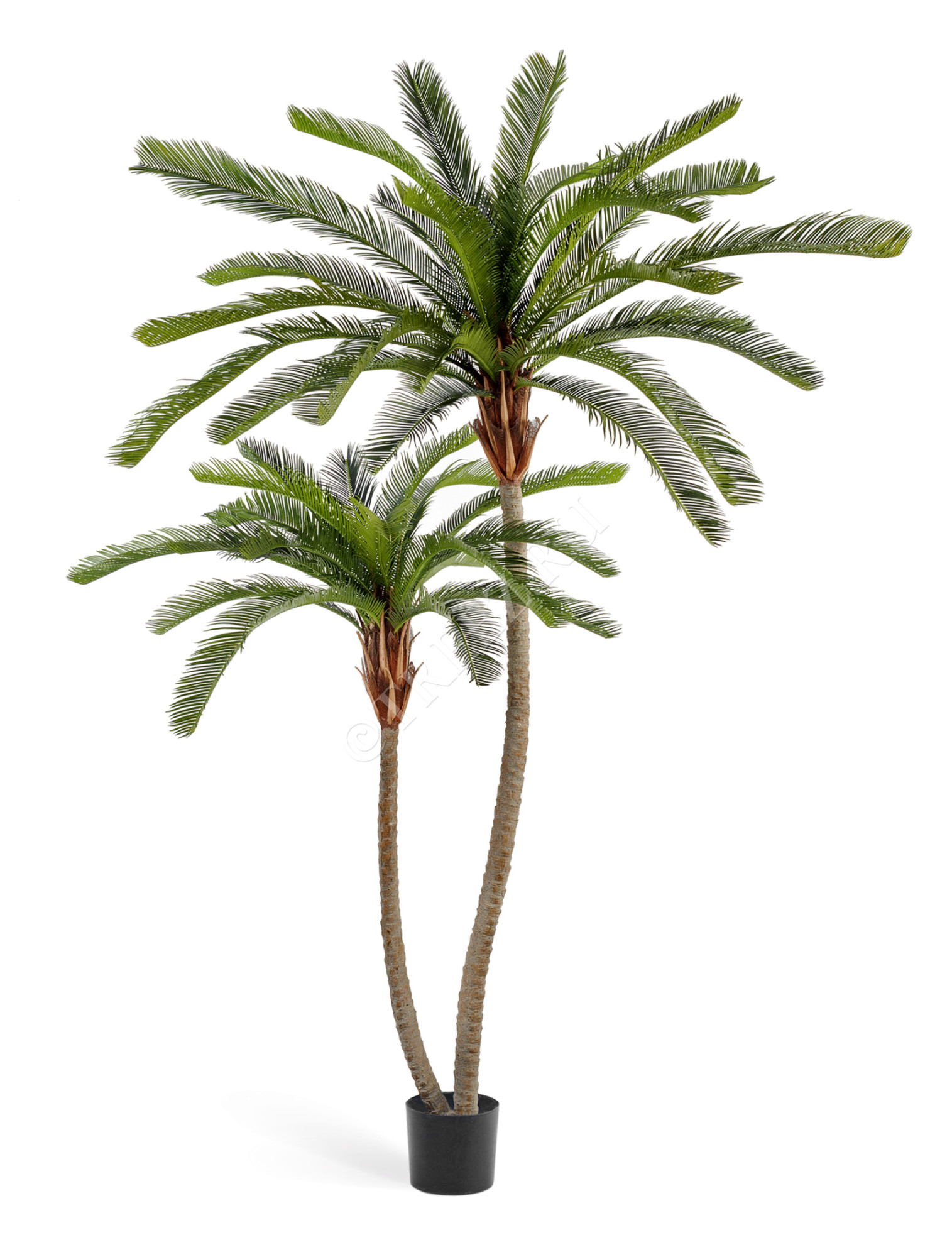 10.33308N Пальма Цикас двухствольная Цветочная коллекция 