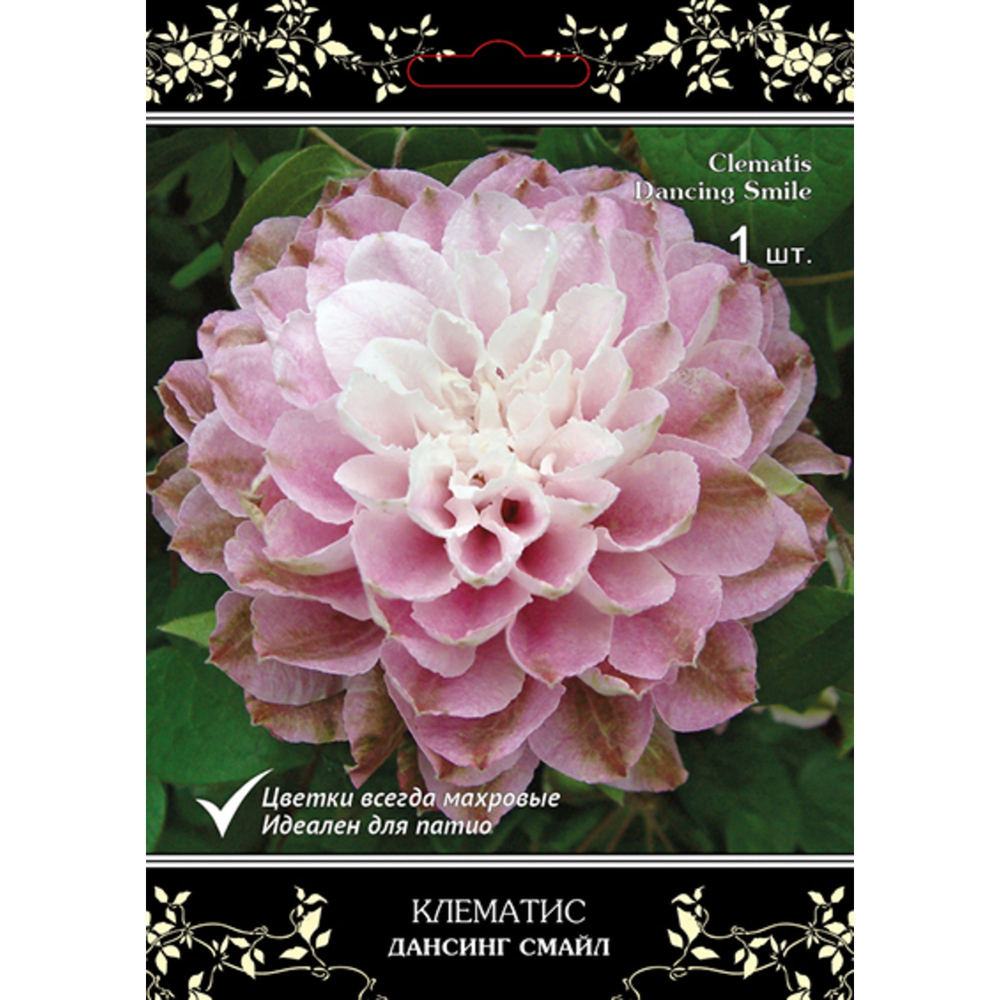 83431386 Клематис крупноцветковый Люкс Дансинг Смайл h15 см Santreyd 