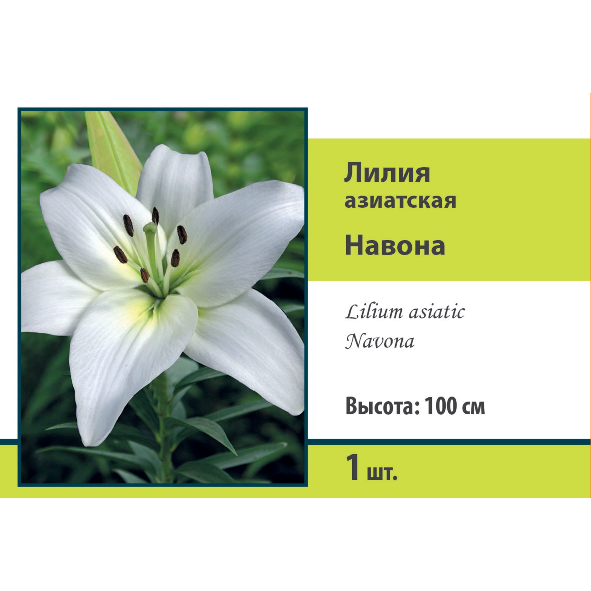 88294765 Лилия азиатская Навона луковица 12/14 Santreyd 