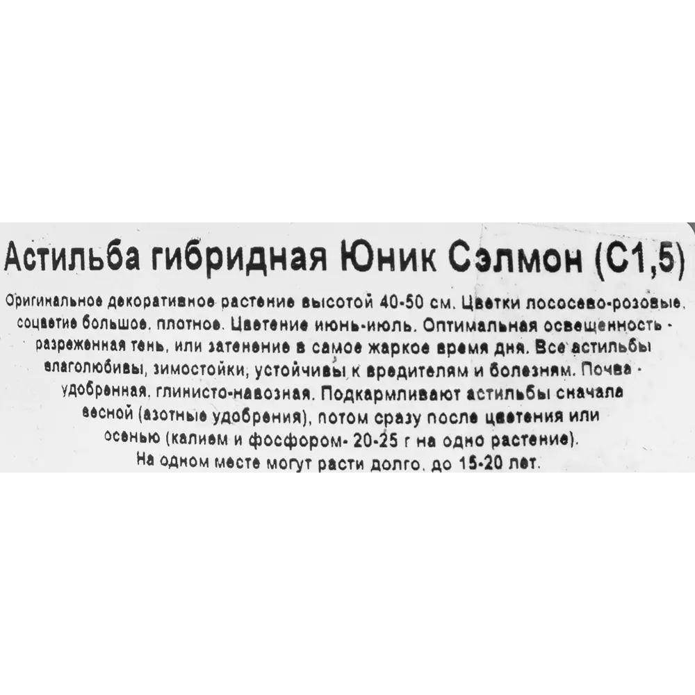 Астильба Юник Сэлмон Santreyd - лососево-розовый многолетник для тенистого сада 85324884 STLM-0061491 - Вид №1