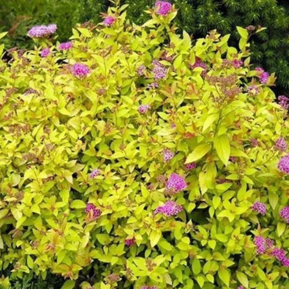 Спирея декоративная кустарниковая розовый микс 89427974 Santreyd STLM-1580385 - Вид №3