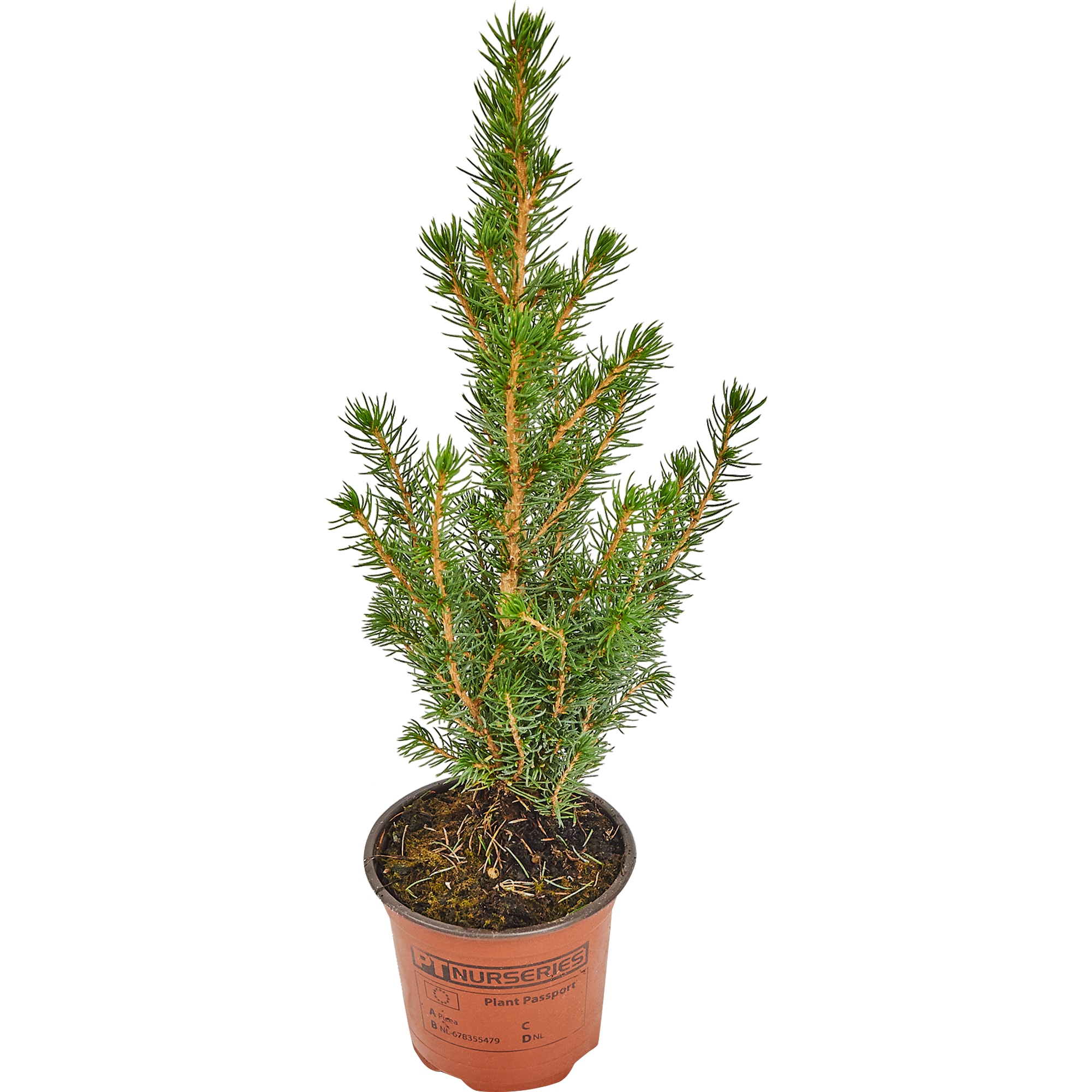 81929473 Ели Глауконика d9 h50, джут Santreyd  - Вид №1