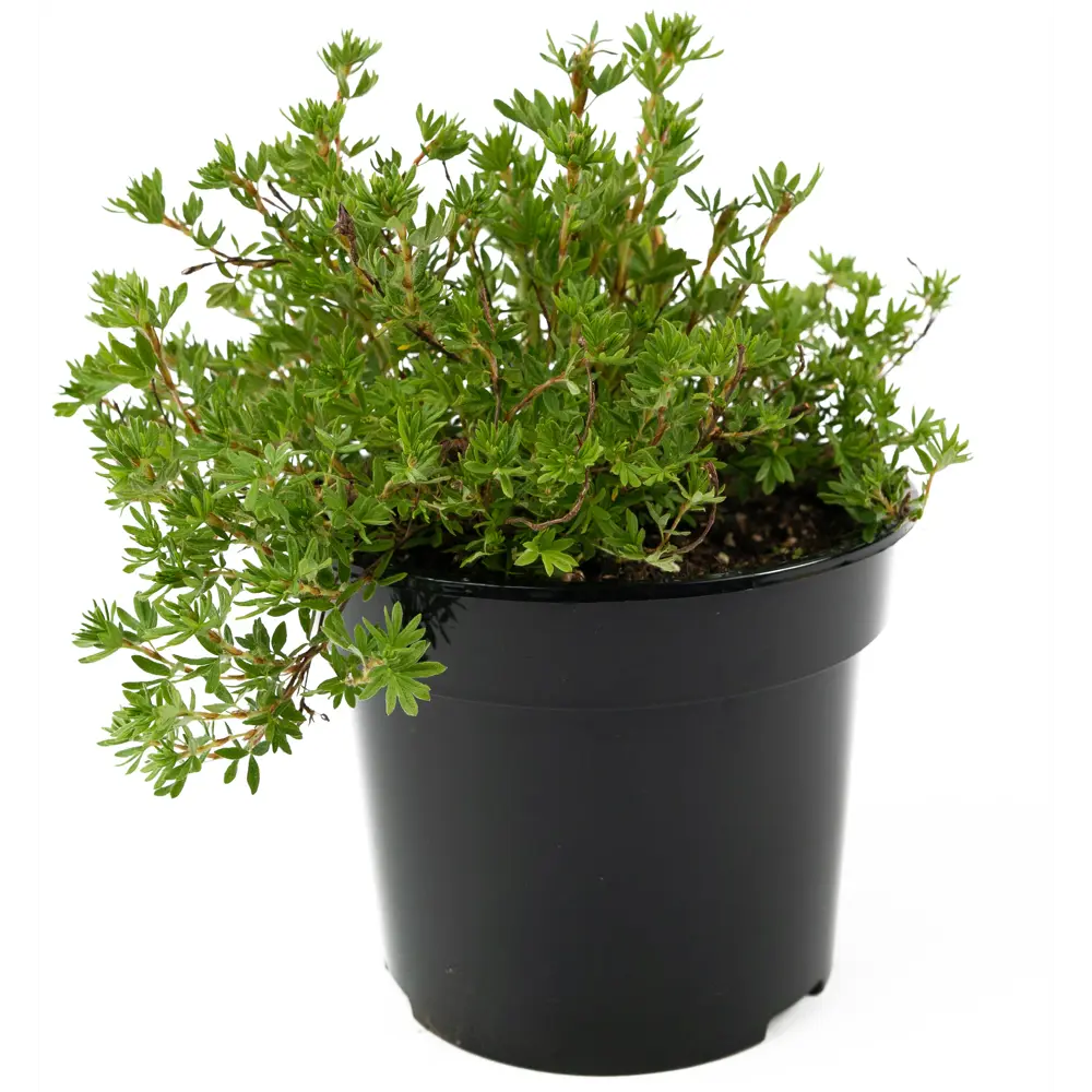 Лапчатка Goldfinger от Santreyd — яркое украшение вашего сада 84841624 STLM-0055910 - Вид №1