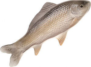 10647645 Романов Фаянс Селедочница «Сазан» Фаянс