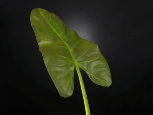 VGnewtrend Искусственное растение из полиэстера  1040800.60