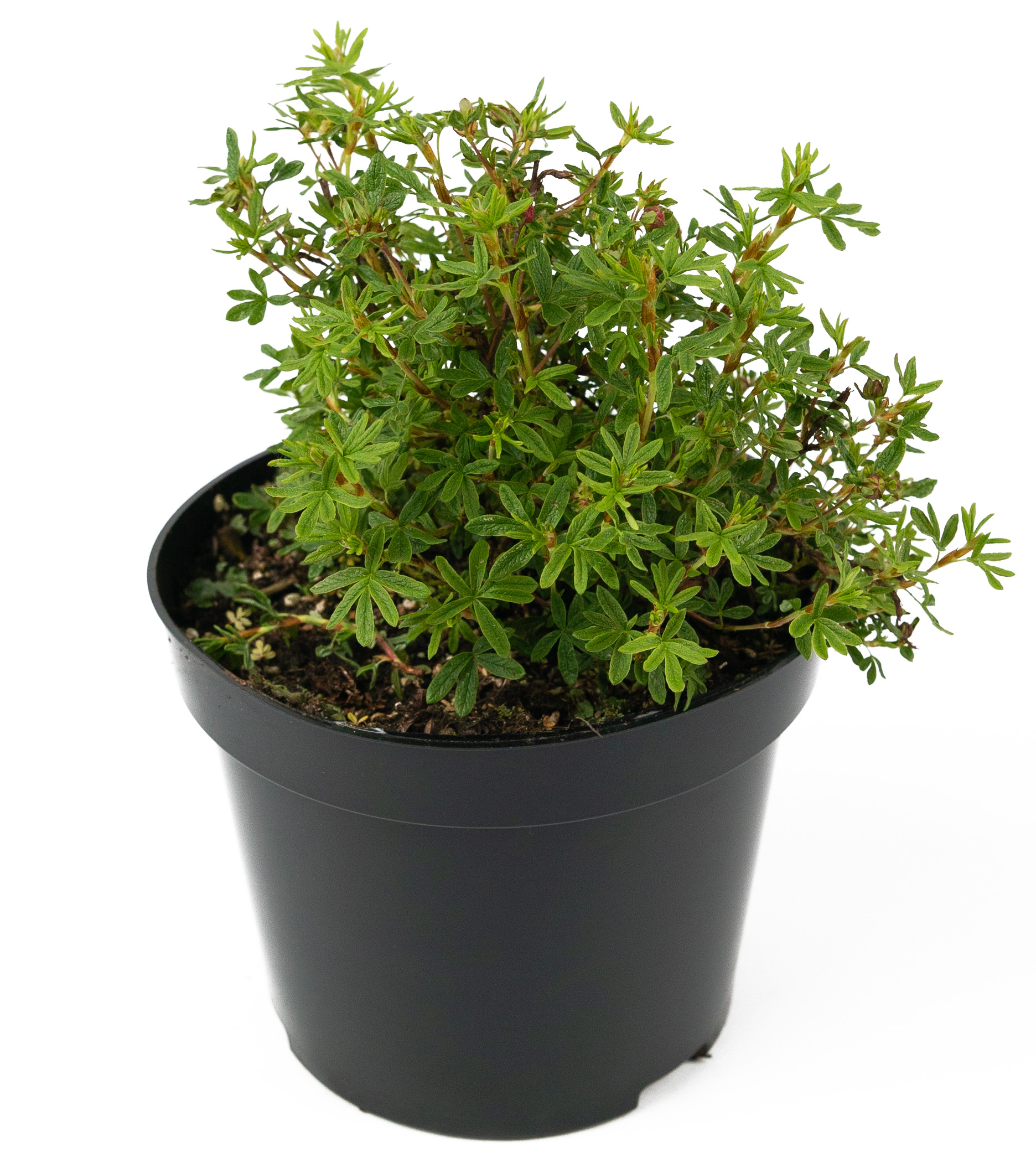 Лапчатка кустарниковая Red Ace 84841632 Santreyd STLM-0055912