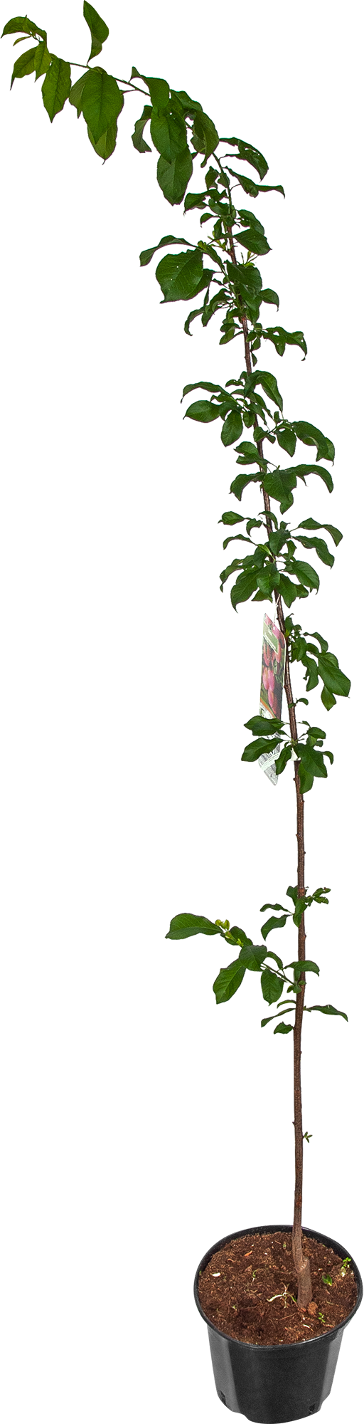 Слива Santreyd - саженец для сочного урожая в вашем саду 17897408 STLM-0008951