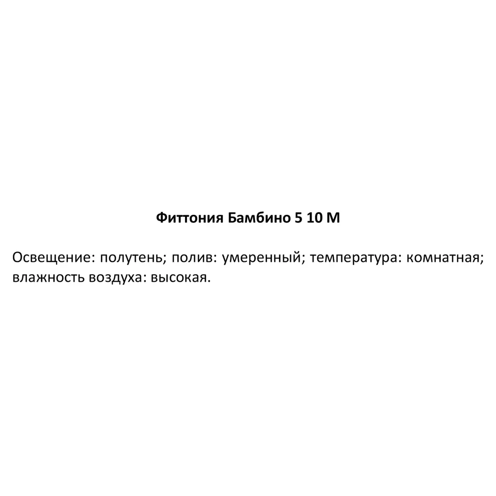Santreyd Фиттония Бамбино - декоративное растение для интерьера 82932812 STLM-0038110 - Вид №6