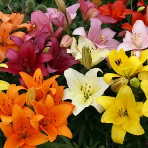 Лилия «Oriental mixed», 14х16 см 13489474 STLM-2123980