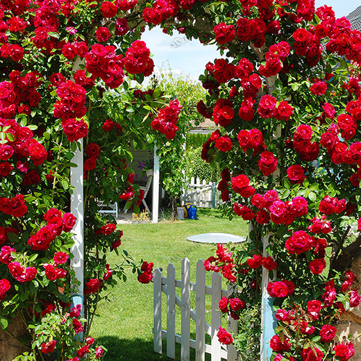 D2-074 Фотообои DIVINO Collection D 2.7х2 м D2074