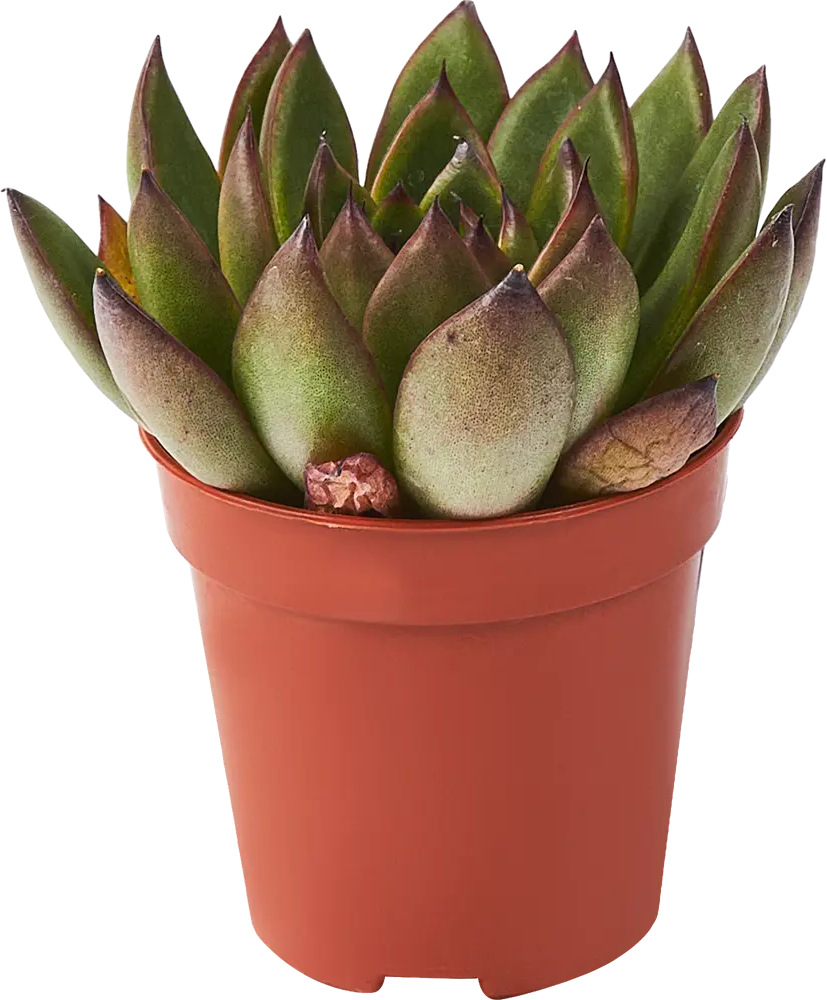 Santreyd Эхеверия микс - суккулент в виде изящной розетки 85325020