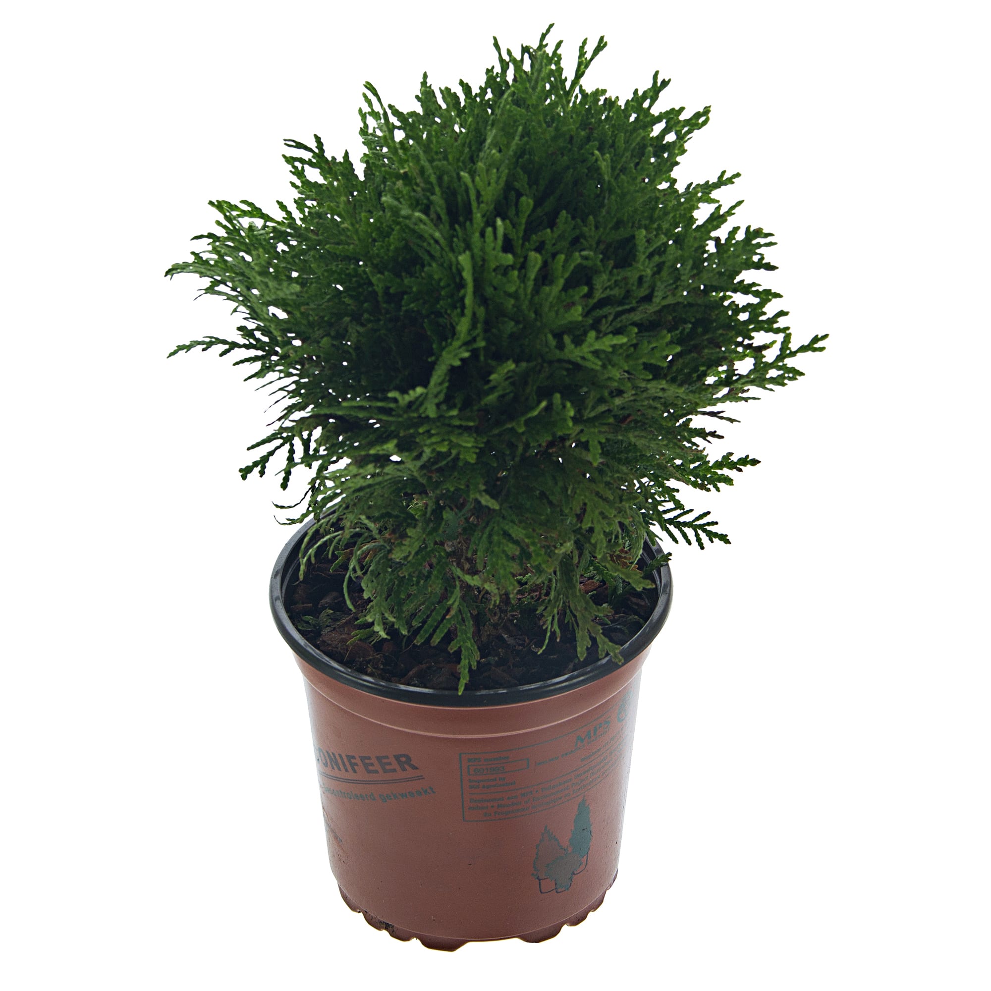 12696340 Туя микс, D13, H40 Santreyd 