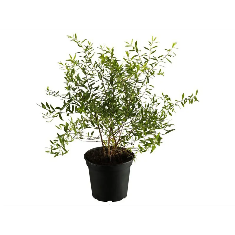 Спирея Серая Грефшейм ø9 h15 см 84829046 STLM-2090348 PLANTMARKET 