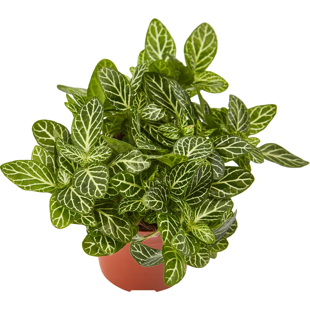 Santreyd Фиттония Бамбино - декоративное растение для интерьера 82932812 STLM-0038110 - Вид №5