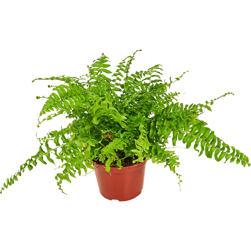 Папоротник Нефролепис Santreyd - изящное украшение интерьера 82560382 STLM-0029925