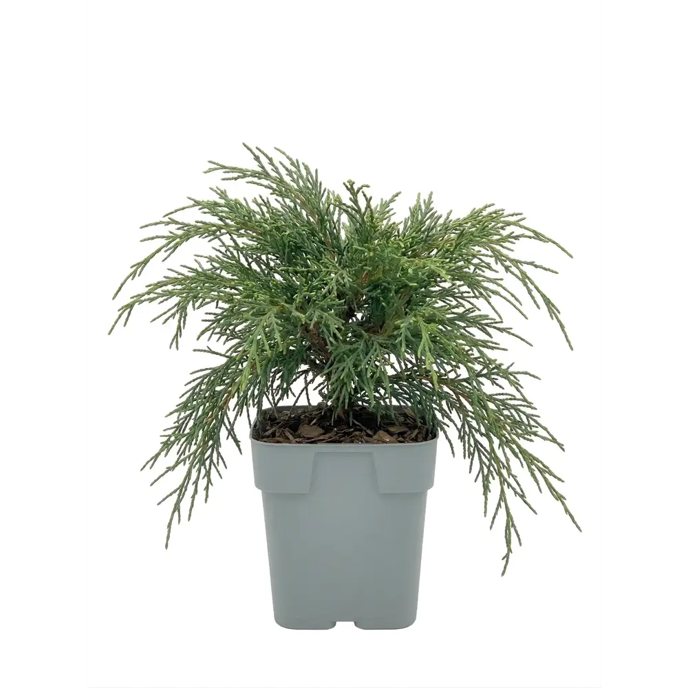 Кипарисовик горохоплодный Нана ø13 h20 см Santreyd STLM-2104919