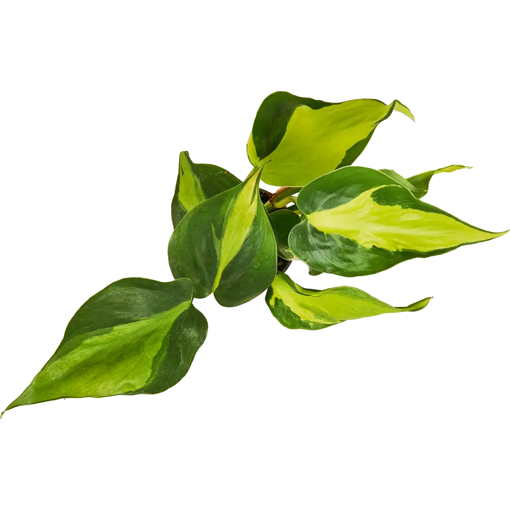 Santreyd Филодендрон Бразилия - комнатная лиана с пестрыми листьями 87819635 STLM-0075869 - Вид №2