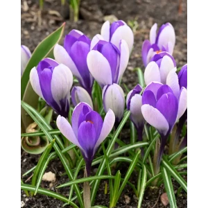 Крокус Уэйл Шарк ПОИСК - луковицы с двухцветными сиренево-голубыми цветами 89381275