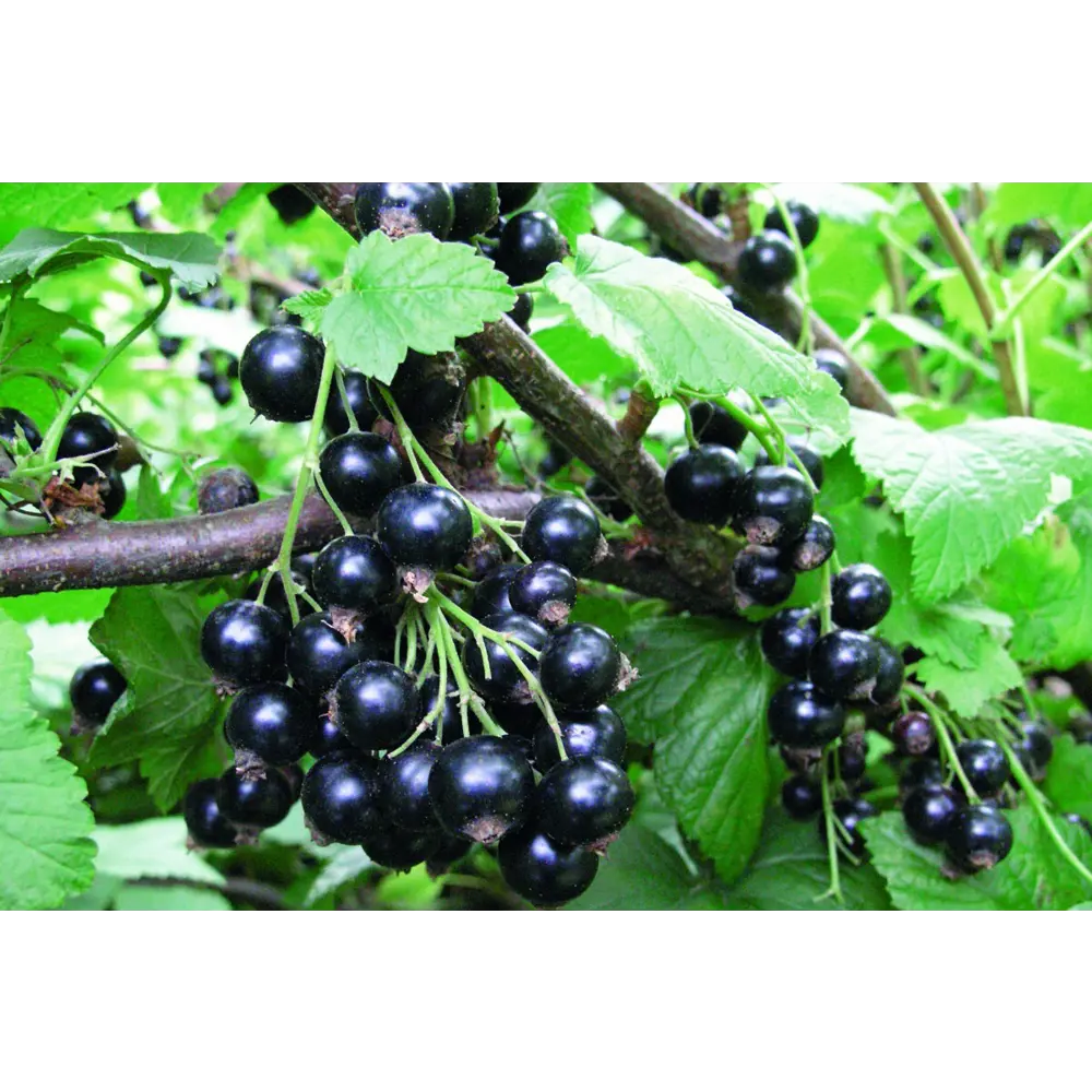 Саженец черной смородины Santreyd - ароматные ягоды для вашего сада 83248560 STLM-0958294 - Вид №1