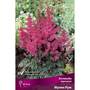 Астильба курчавая Мулен Руж I 89381310 STLM-2099197