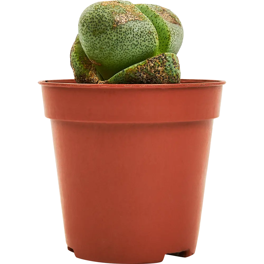 Santreyd Литопс микс - живые камни суккуленты 89352931 STLM-1471367 - Вид №1