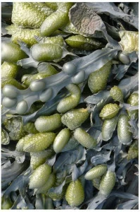 moooi Прямоугольный ковер Signatures