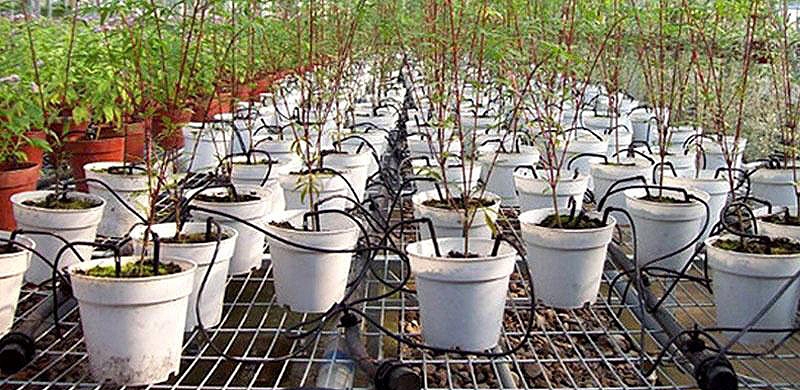 2894 Капельница стрела угловая для микротрубки d3*D5мм LAB.Space  - Вид №5