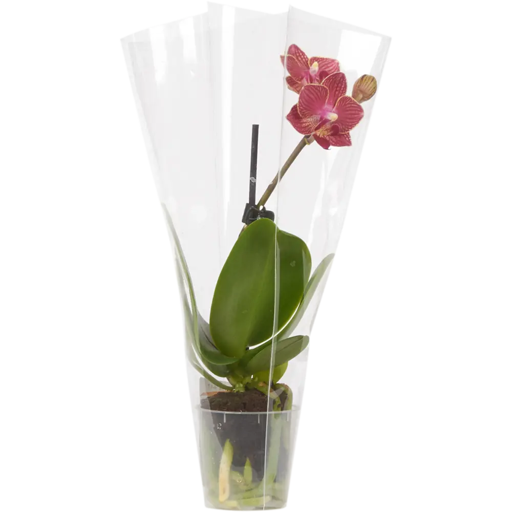 Santreyd Фаленопсис микро - комнатная орхидея с пятнистыми лепестками 14448172 STLM-0004958 - Вид №3