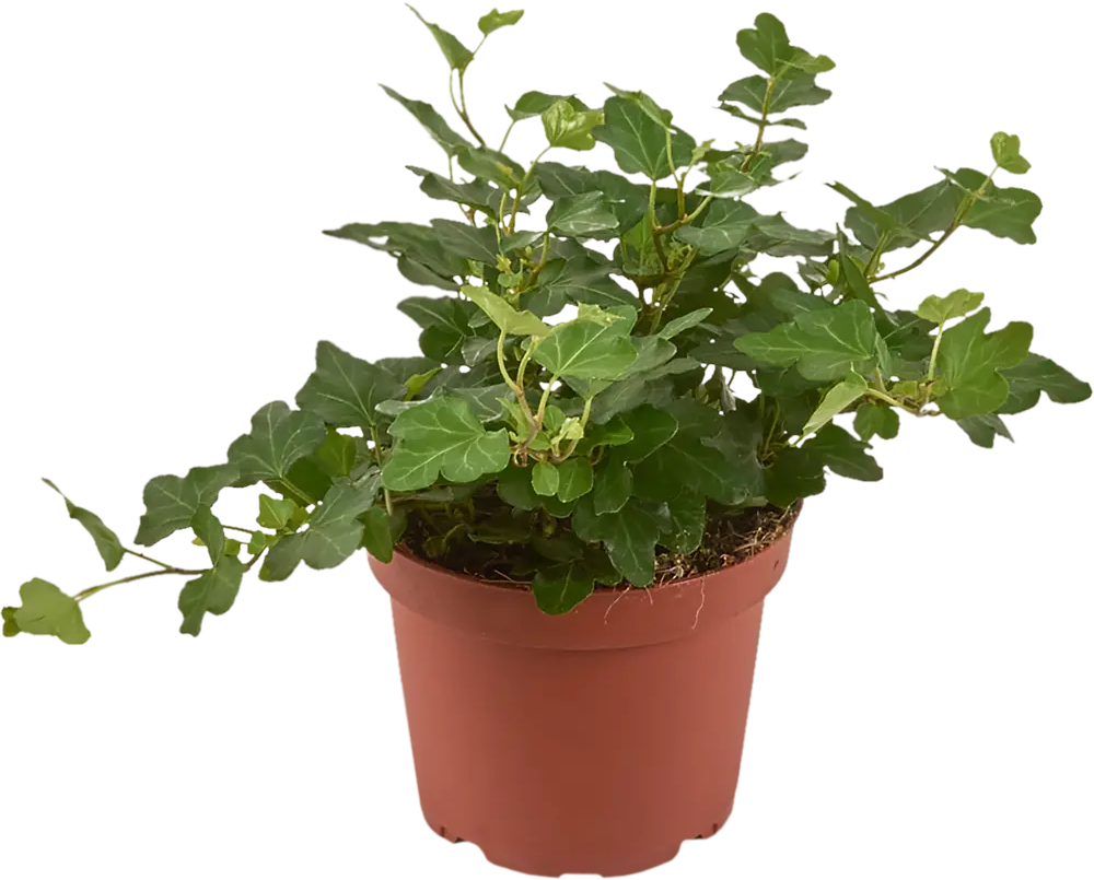 Santreyd Хедера Хеликс микс - вьющееся комнатное растение 82383182