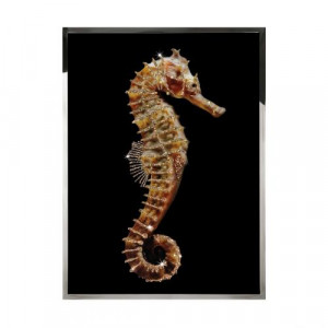 Hippocampus Смешанная техника Visionnaire