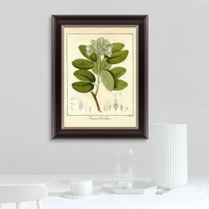 Картина: Листы Ятоба, литография, 1860г КАРТИНЫ В КВАРТИРУ  093845 Разноцветный