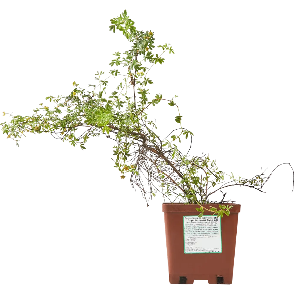 Santreyd Лапчатка «Катерина Дукс» - ароматный многолетник для сада 85606778 STLM-0064538 - Вид №2