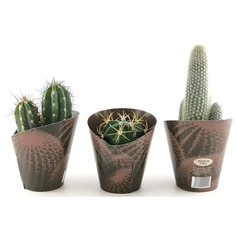 Santreyd Кактус микс - живой декор для интерьера 14×10 см 82894898 STLM-0037678 - Вид №4