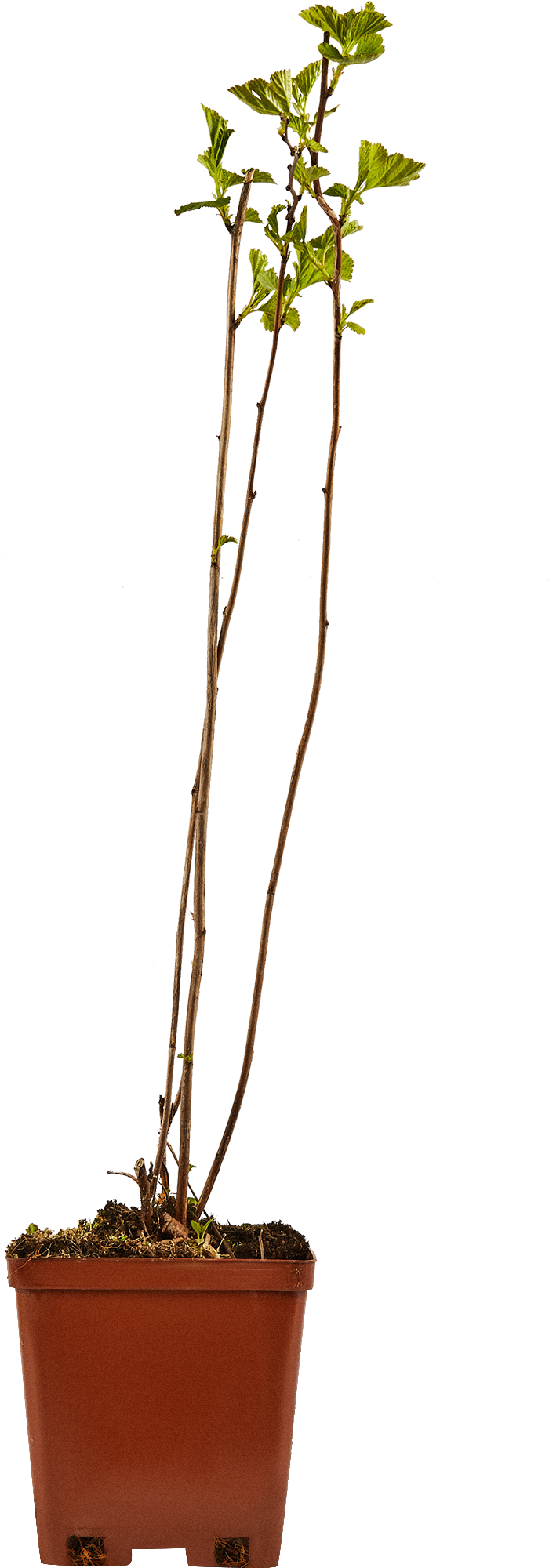 Пузыреплодник Santreyd - декоративный кустарник для живых изгородей 17895744 STLM-0008940 - Вид №2