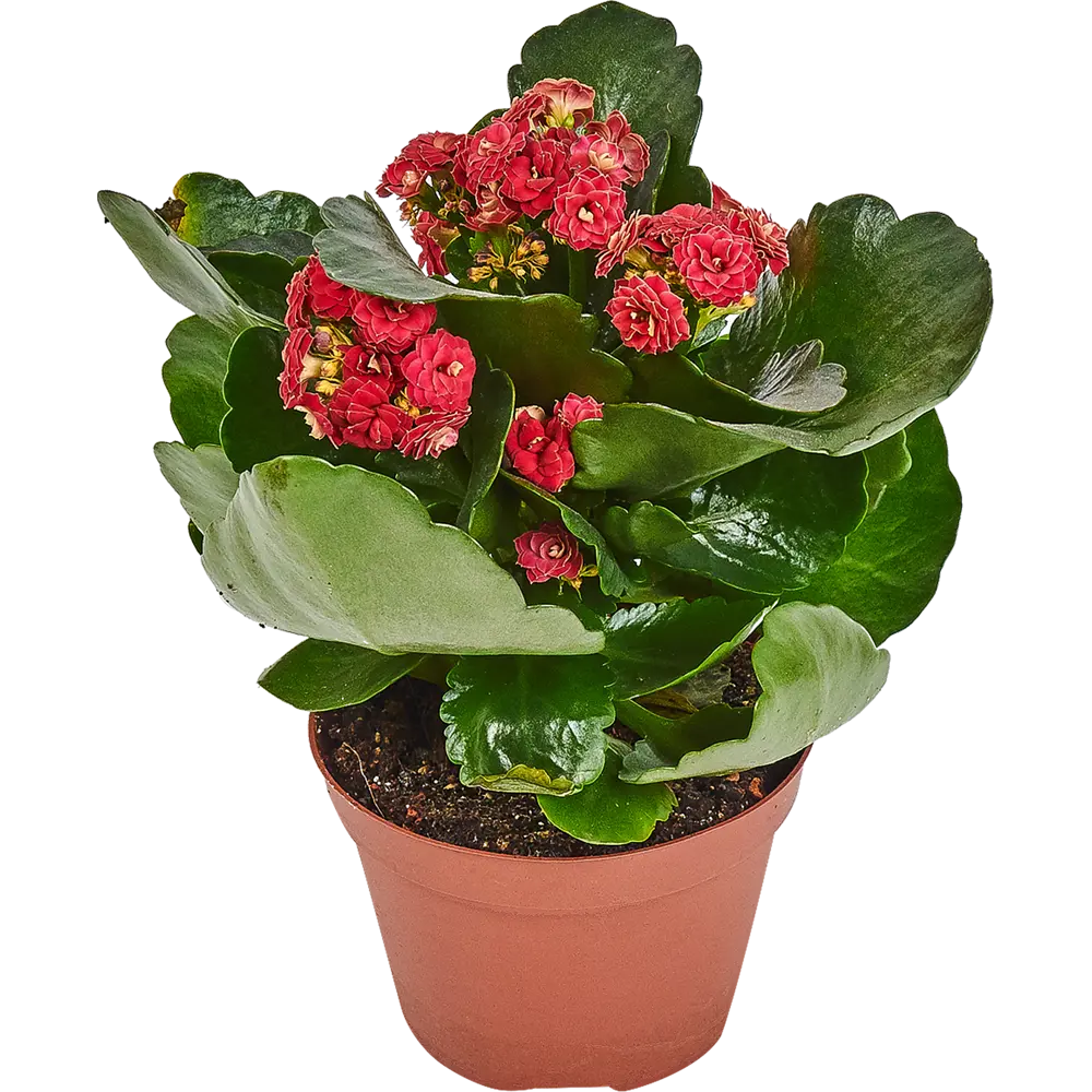 Santreyd Каланхоэ Каландива Ле Шик - цветущий суккулент с лечебными свойствами 82579805 STLM-0030533