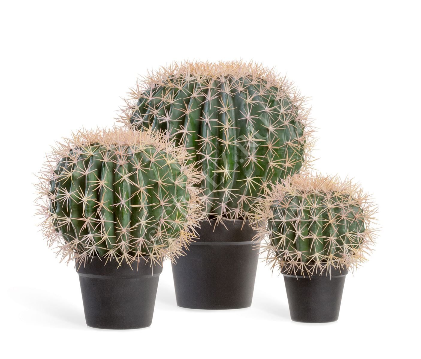 10.091831N Кактус Баррель Цветочная коллекция  - Вид №4