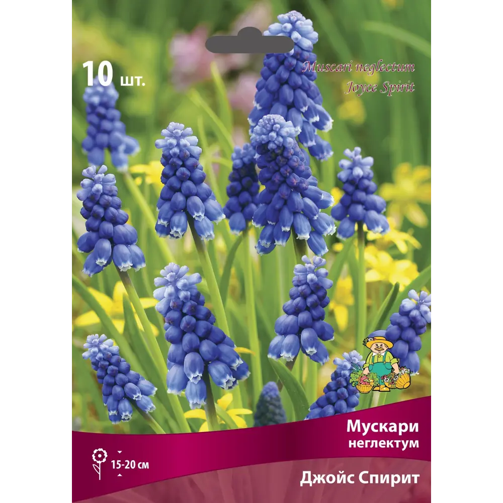 Мускари Джойс Спирит, 10 шт. 88659241 STLM-2160799 ПОИСК 